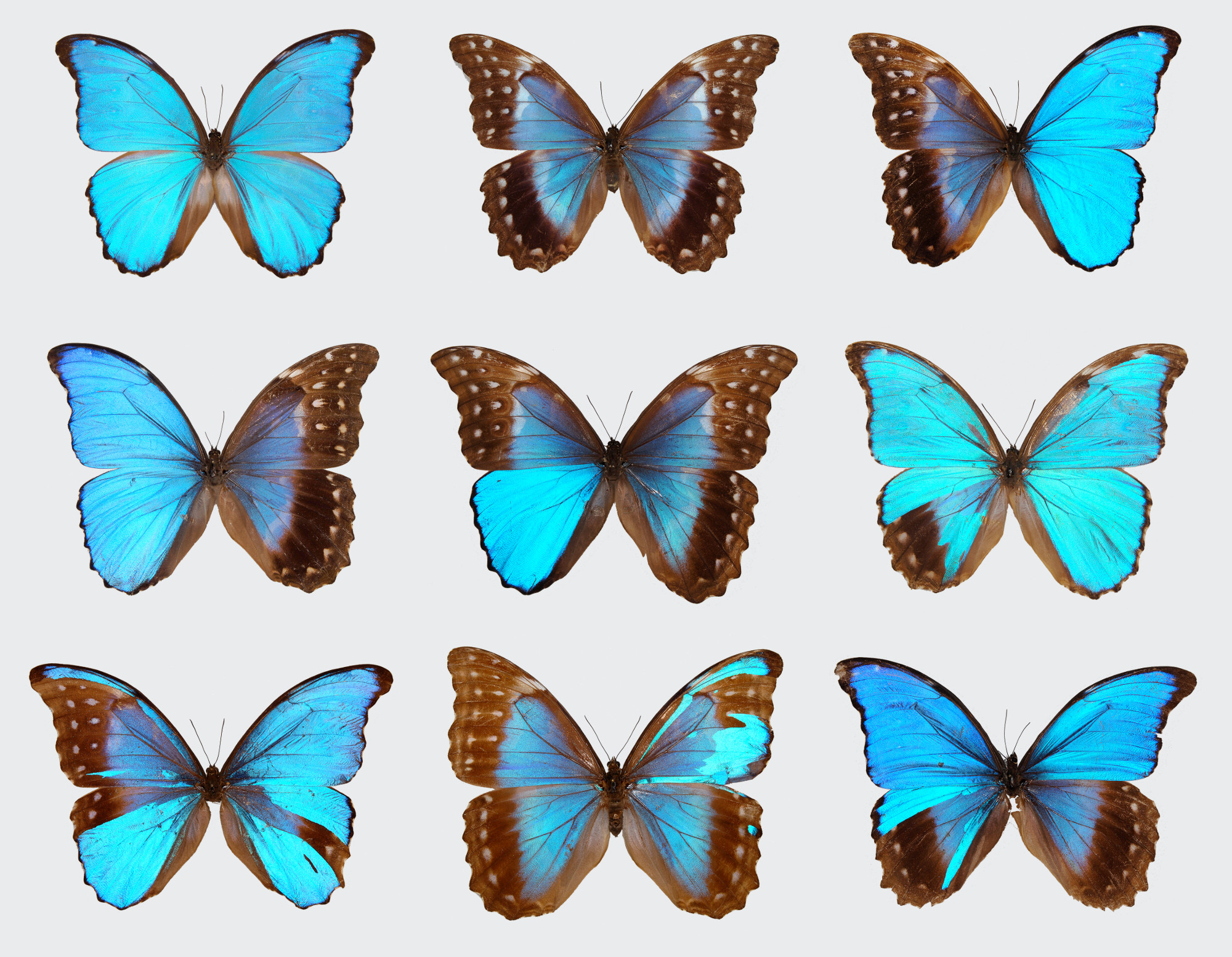 Morpho menelaus (collection, gynandromorphs) [Internet image property of respective owner, non commercial use only]